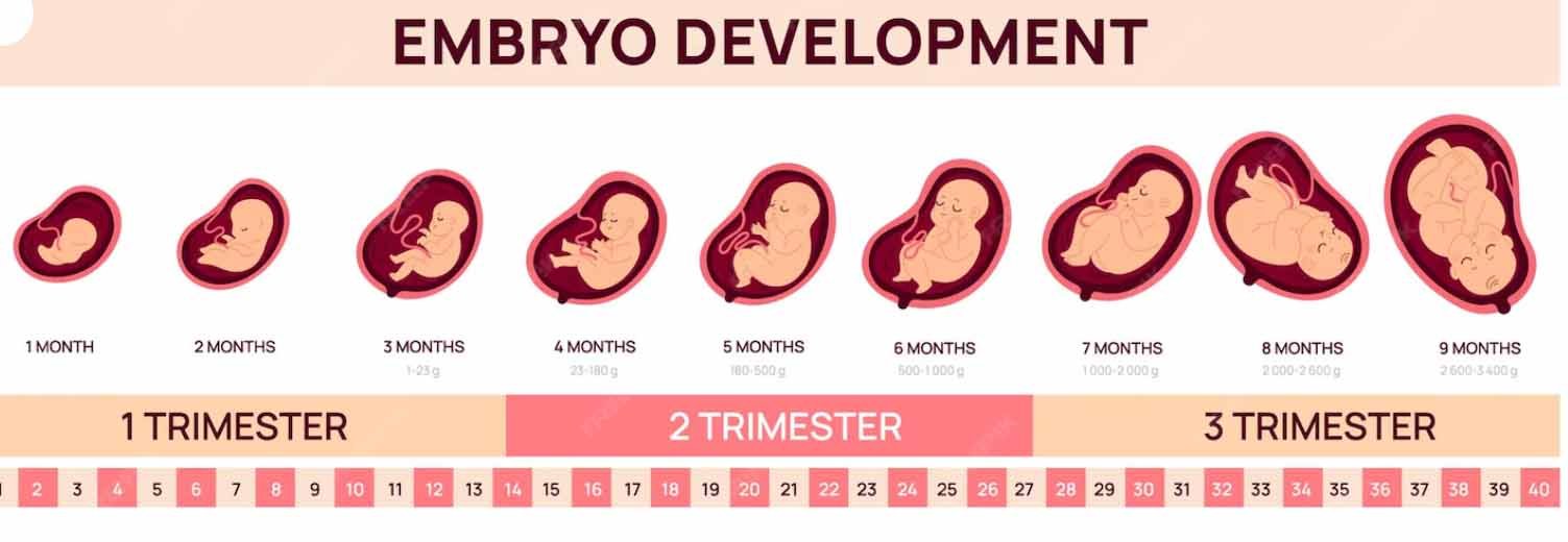 First trimester fetal growth month by month