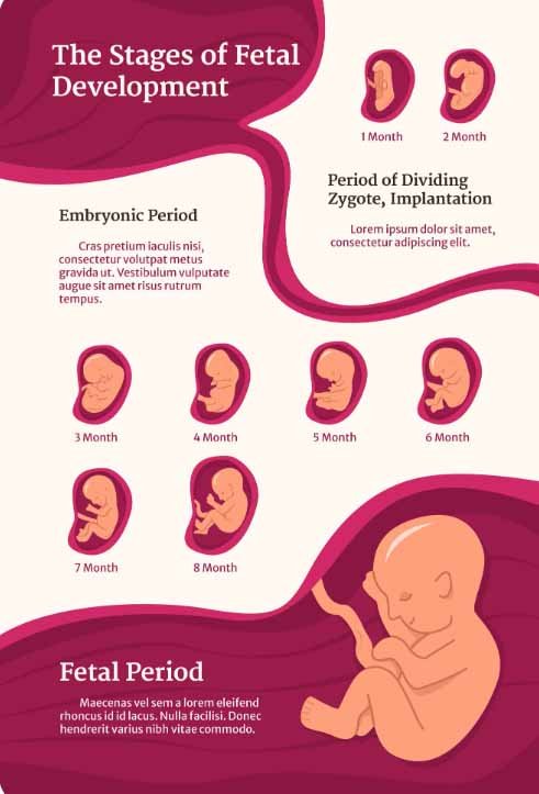 Second trimester fetal growth month by month