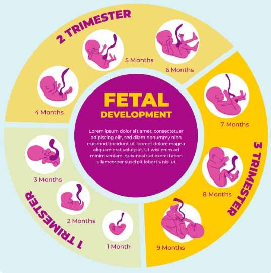 Why fetal growth month by month matters